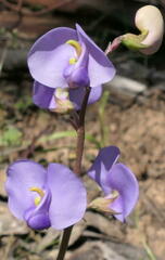 Swainsona procumbens