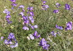 Swainsona procumbens
