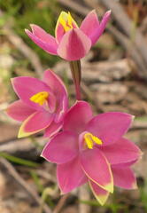 Thelymitra × macmillanii