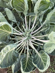 Brassica oleracea gemmifera