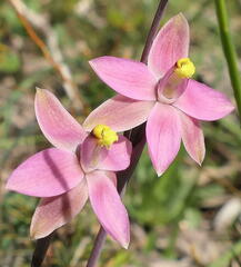 Thelymitra luteocilium