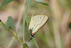 Jalmenus evagoras