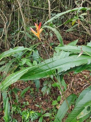 Heliconia psittacorum