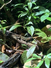 Holcosus leptophrys