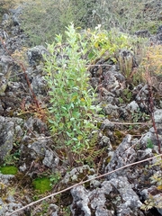 Ageratina glabrata