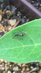 Rainieria antennaepes