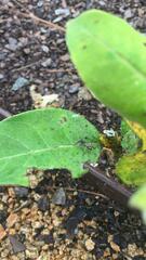 Rainieria antennaepes