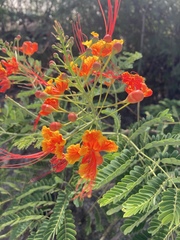 Caesalpinia