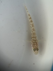 Microgobius gulosus