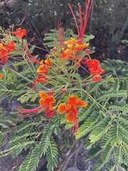 Caesalpinia