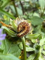Cirrhophanus triangulifer