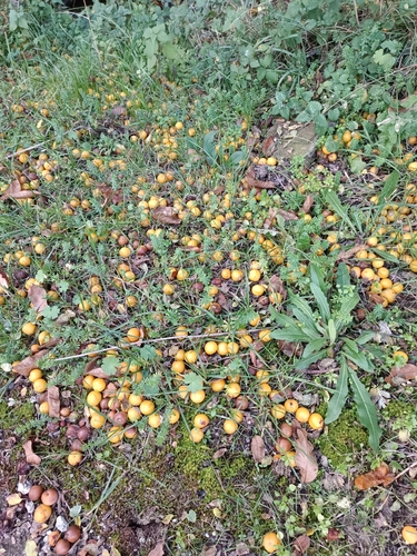 Image of Prunus cocomilia by (c) Gianluca Congi🪶🦆🌲, some rights reserved (CC BY-SA)