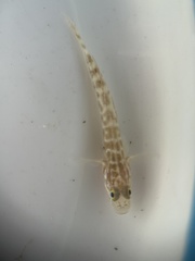 Microgobius gulosus