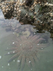 Pycnopodia helianthoides