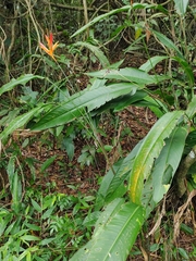 Heliconia psittacorum