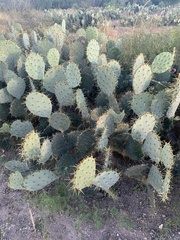 Opuntia engelmannii