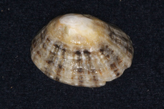 Patella vulgata