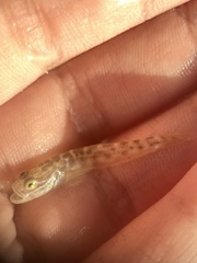 Microgobius gulosus