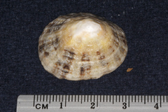 Patella vulgata