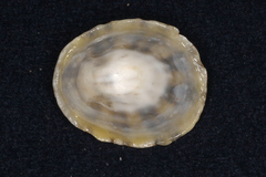 Patella vulgata