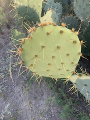 Opuntia engelmannii
