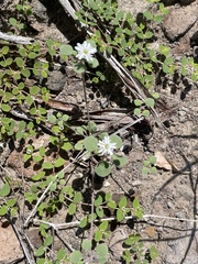 Drymaria holosteoides