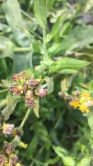 Ochrimnus lineoloides