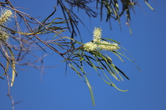 Grevillea parallela