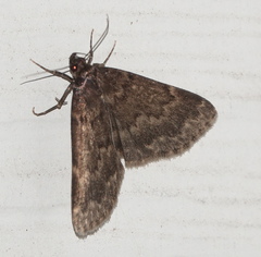Idia lubricalis