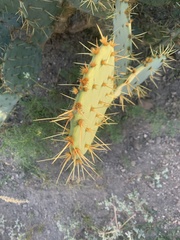 Opuntia engelmannii