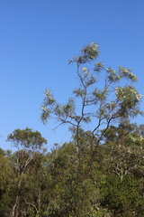 Grevillea parallela