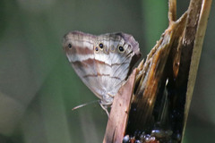 Euptychoides laccine