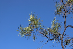 Grevillea parallela