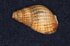 Tritia reticulata
