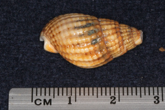 Tritia reticulata