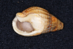 Tritia reticulata