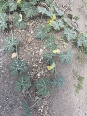 Cucurbita cordata