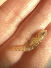 Microgobius gulosus