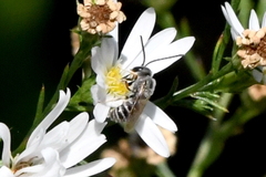 Halictus tripartitus