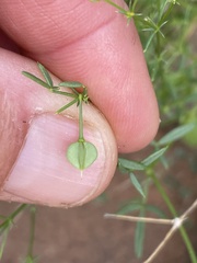 Fagonia laevis