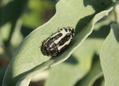 Acmaeodera scalaris