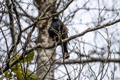 Prosthemadera novaeseelandiae novaeseelandiae