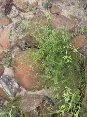Fagonia laevis