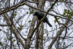 Prosthemadera novaeseelandiae novaeseelandiae