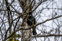 Prosthemadera novaeseelandiae novaeseelandiae