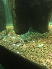 Pimelodus pictus