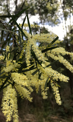 Acacia floribunda