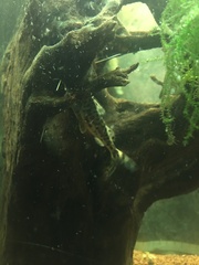 Pimelodus pictus