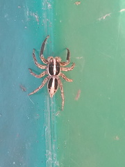 Plexippus paykulli