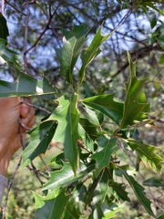 Quercus gravesii